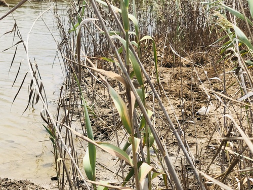 common reed