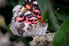 Vanessa altissima