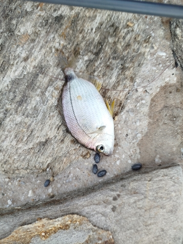 Annular seabream (Diplodus annularis) — Sparidae — 3