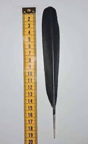 Plume de Grand Cormoran