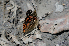 Vanessa altissima