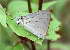 Hypolycaena philippus