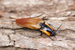 Semiotus luteipennis