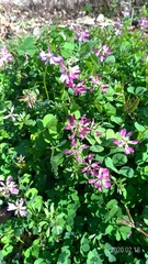 Astragalus sinicus