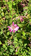 Astragalus sinicus