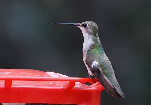 Black-chinned Hummingbird observed by laurakeene