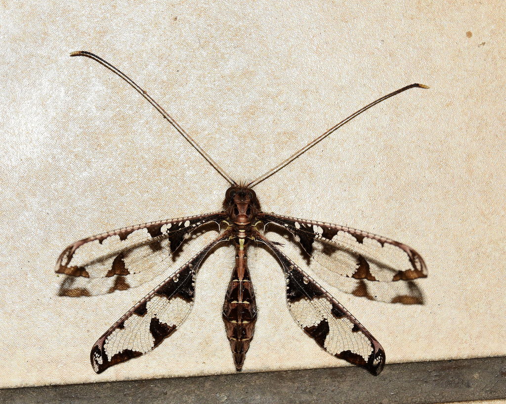 Blotched Long-horned Antlion