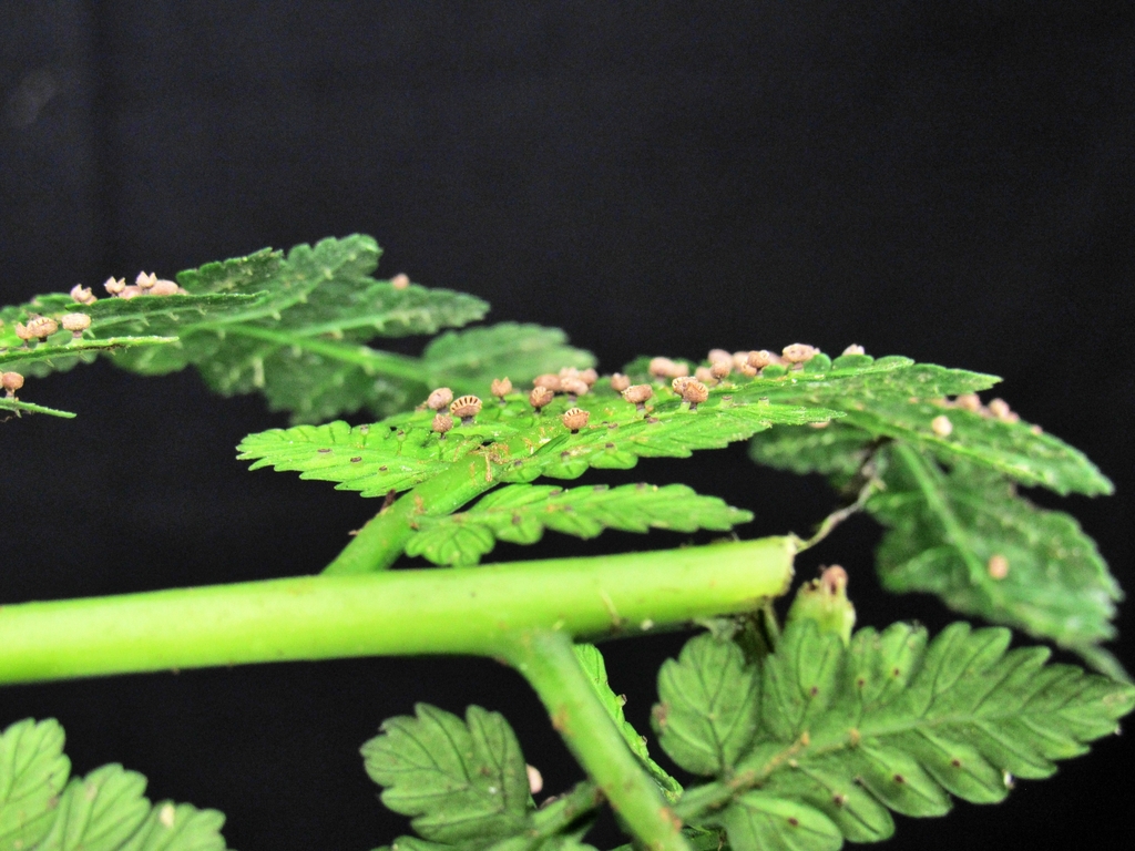 Eupodium pittieri; photograph (c) Jonatan Castro Hernández, some rights reserved (CC BY)