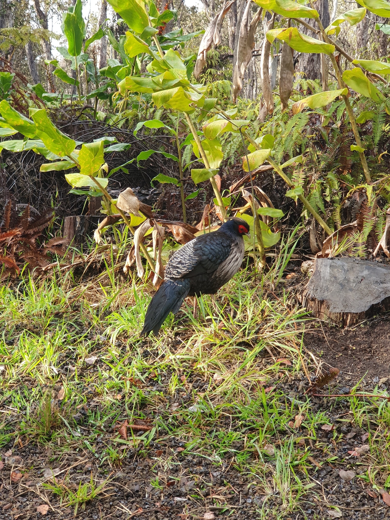 Kalij Pheasant (Lophura leucomelanos), photo 9