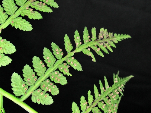 Eupodium pittieri (Eupodium pittieri)