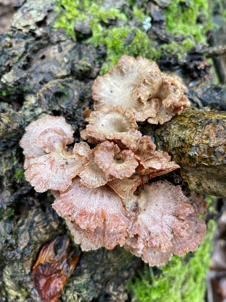 Panellus stipticus · February 2026 · photo: © benjamin_flatt (iNaturalist, cc-by)