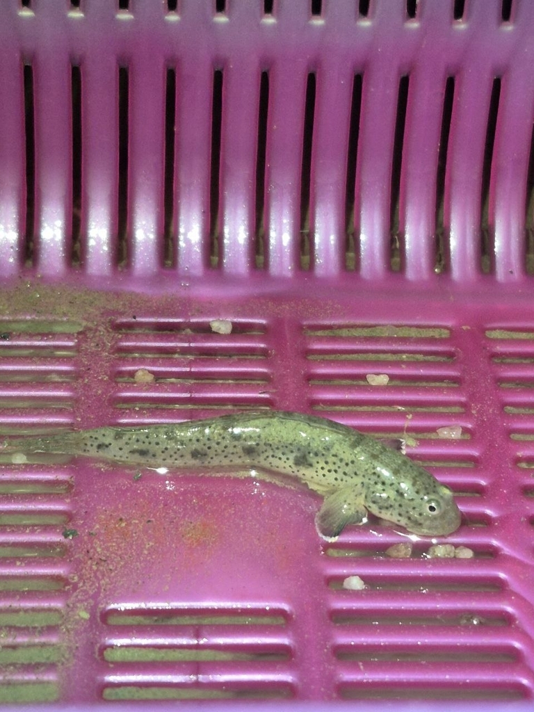 Madura goby (Apocryptodon madurensis) — Gobiidae