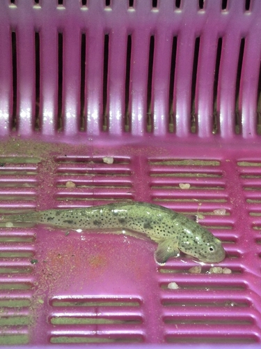 Madura goby (Apocryptodon madurensis) — Gobiidae