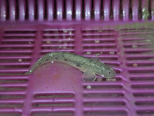 Madura goby (Apocryptodon madurensis) — Gobiidae — 2
