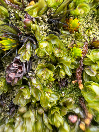 Hymenophyllum falklandicum observed 2026-02-20