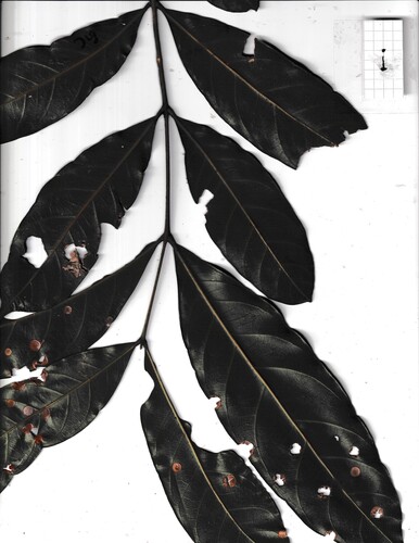 Guarea costata