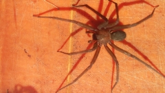 Loxosceles laeta