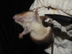 Heteromys pictus
