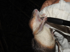 Heteromys pictus