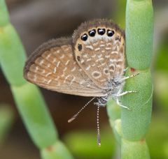 Brephidium pseudofea