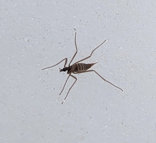 Unknown species found near Easton, NH, USA