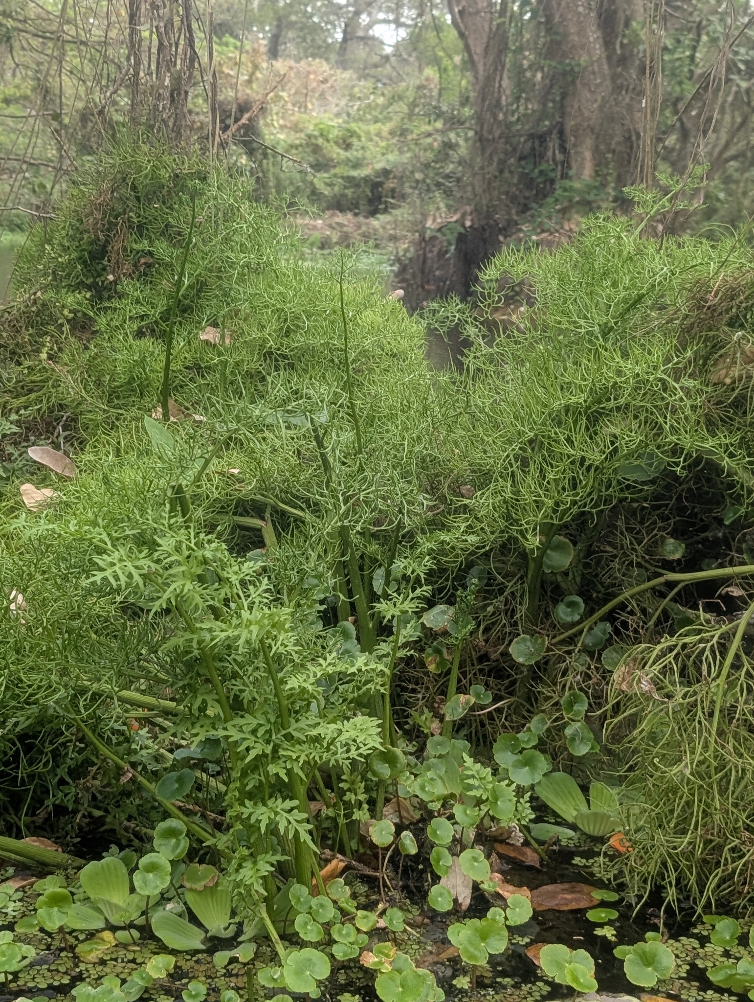 Floating Antlerfern (Ceratopteris pteridoides)