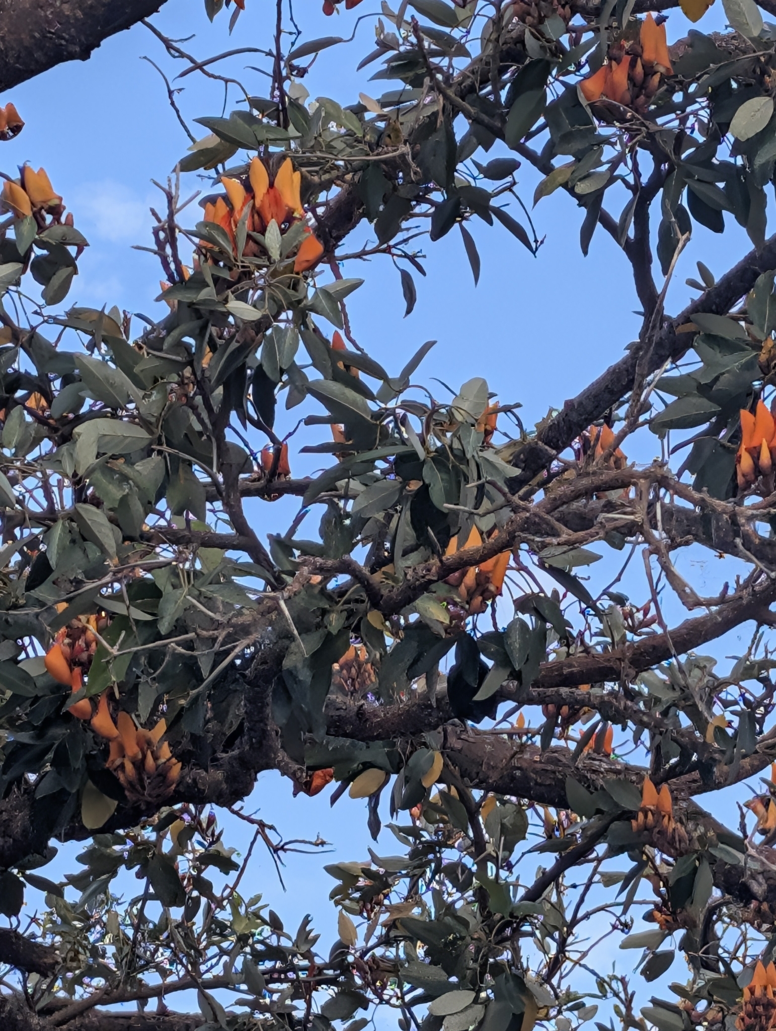 Foto de Erythrina fusca Lour.