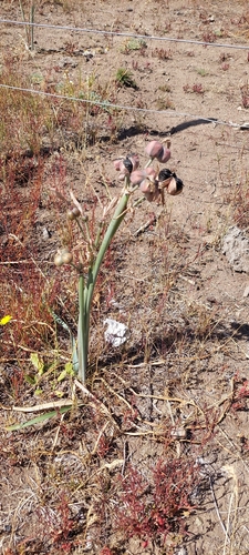 Zephyranthes gilliesiana, photograph 5