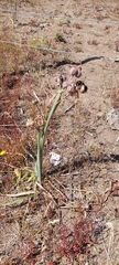 Zephyranthes gilliesiana, photograph (c) Lauu, some rights reserved (CC BY)