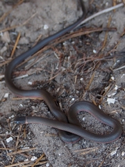 Diadophis punctatus amabilis