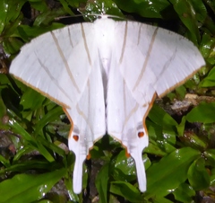 Ourapteryx podaliriata