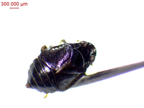 Tettigometra impressifrons