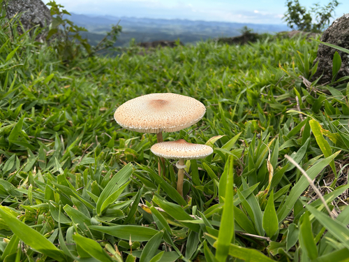 Macrolepiota bonaerensis