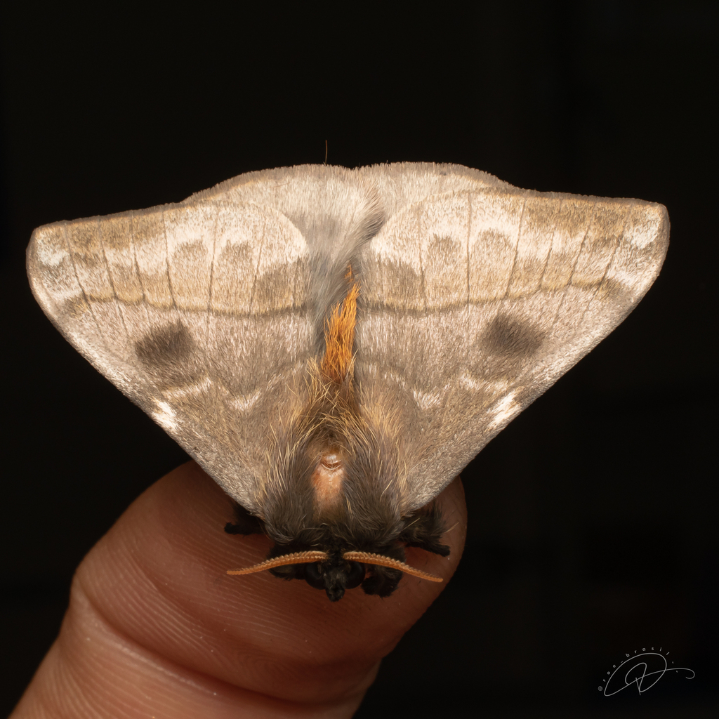 Hylesia paulex