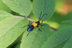 Desmocerus palliatus