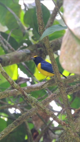Spot-crowned Euphonia (Euphonia imitans), photo 4