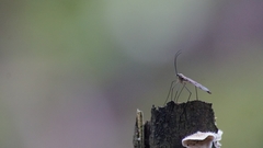 Cramptonomyia spenceri