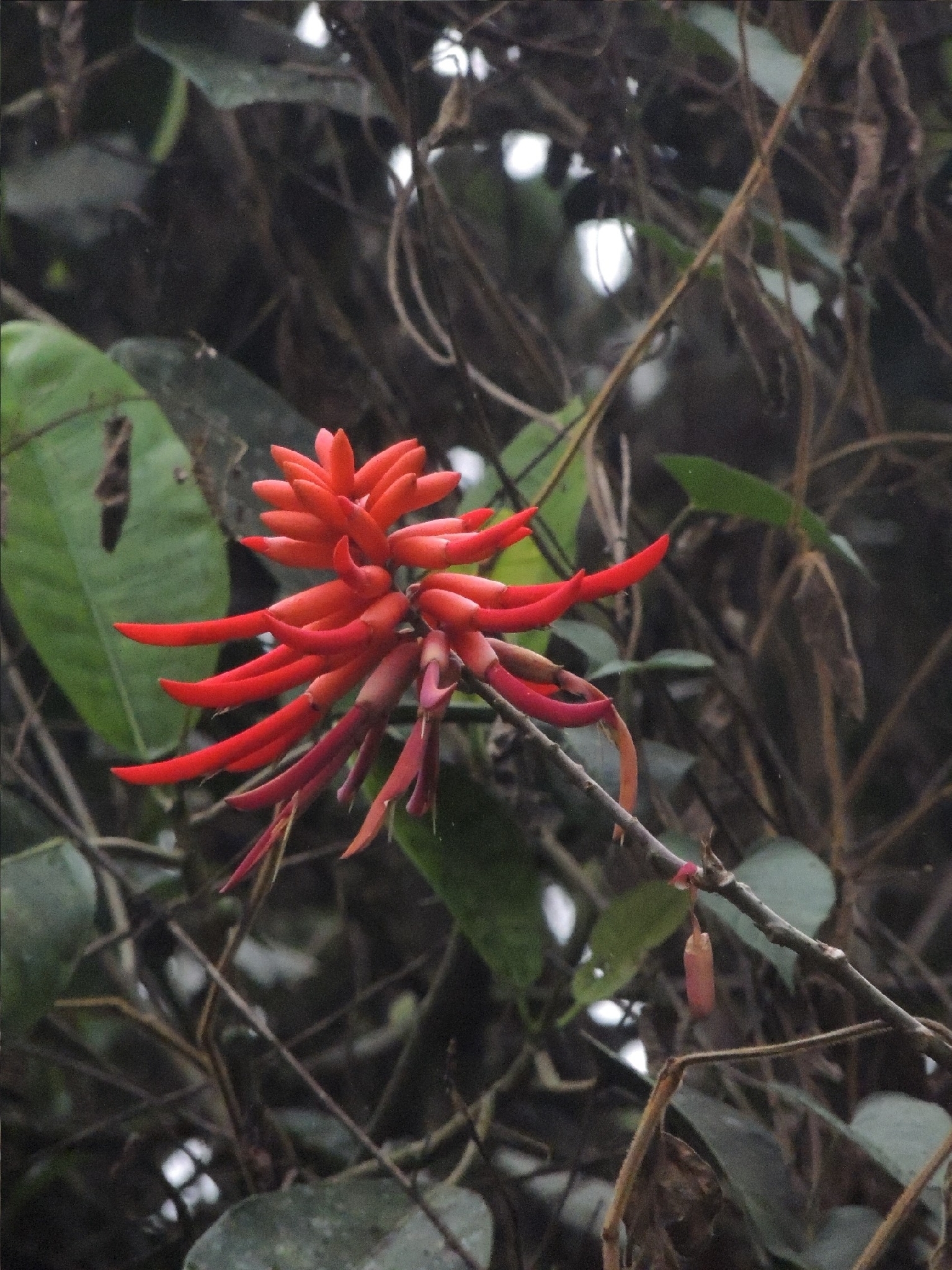 Foto de Erythrina americana Mill.