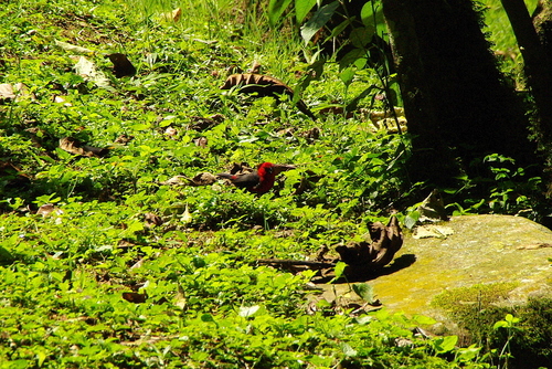Red-headed Bluebill (Spermophaga ruficapilla), photo 8