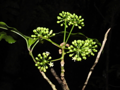 Dendropanax