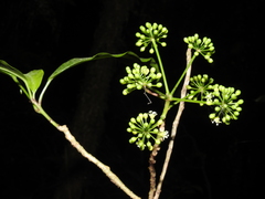 Dendropanax