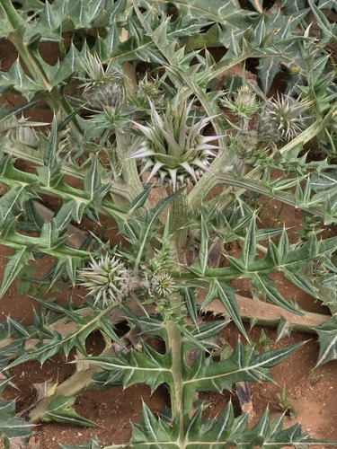 White Artichoke