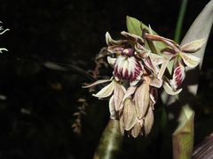 Epidendrum marmoratum