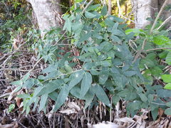 Pithecellobium lanceolatum