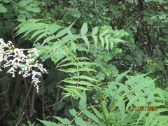 Sorbaria tomentosa