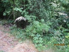Sorbaria tomentosa