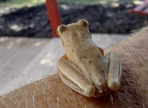 Montevideo Tree Frog