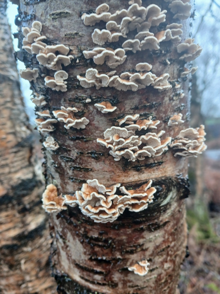 Plicatura crispa · February 2026 · photo: © rawdon (iNaturalist, cc0)