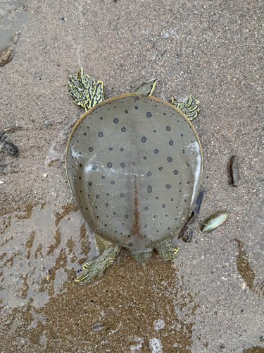 Spiny Softshell Turtle