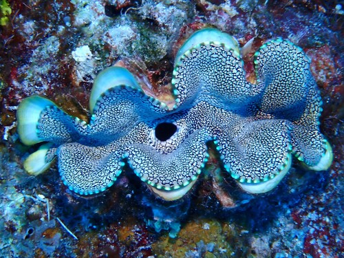 Tridacna squamosa